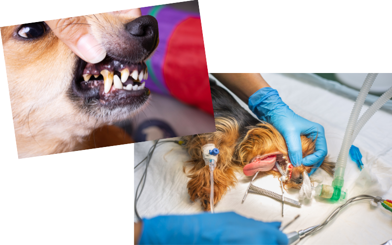 Conséquences du tartre dentaire chez le chien